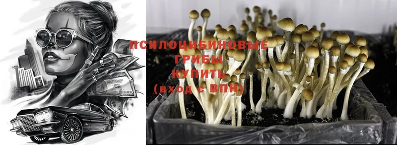 Галлюциногенные грибы Magic Shrooms  omg ONION  Кингисепп 